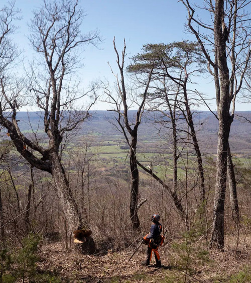 Motosierra gasolina Husqvarna 585 86 cc 50 cm 7,5 kg