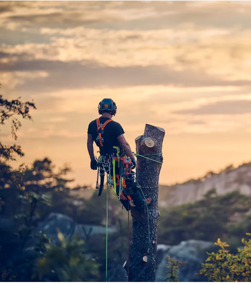 Motosierra Husqvarna T540 XP® Mark III 39,1 cc 30 cm 3,8 kg